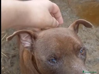 Meticcio cani 8anni di attese e pianti in box..SALVIAMOLO a Città metropolitana di Milano - Annuncio 4