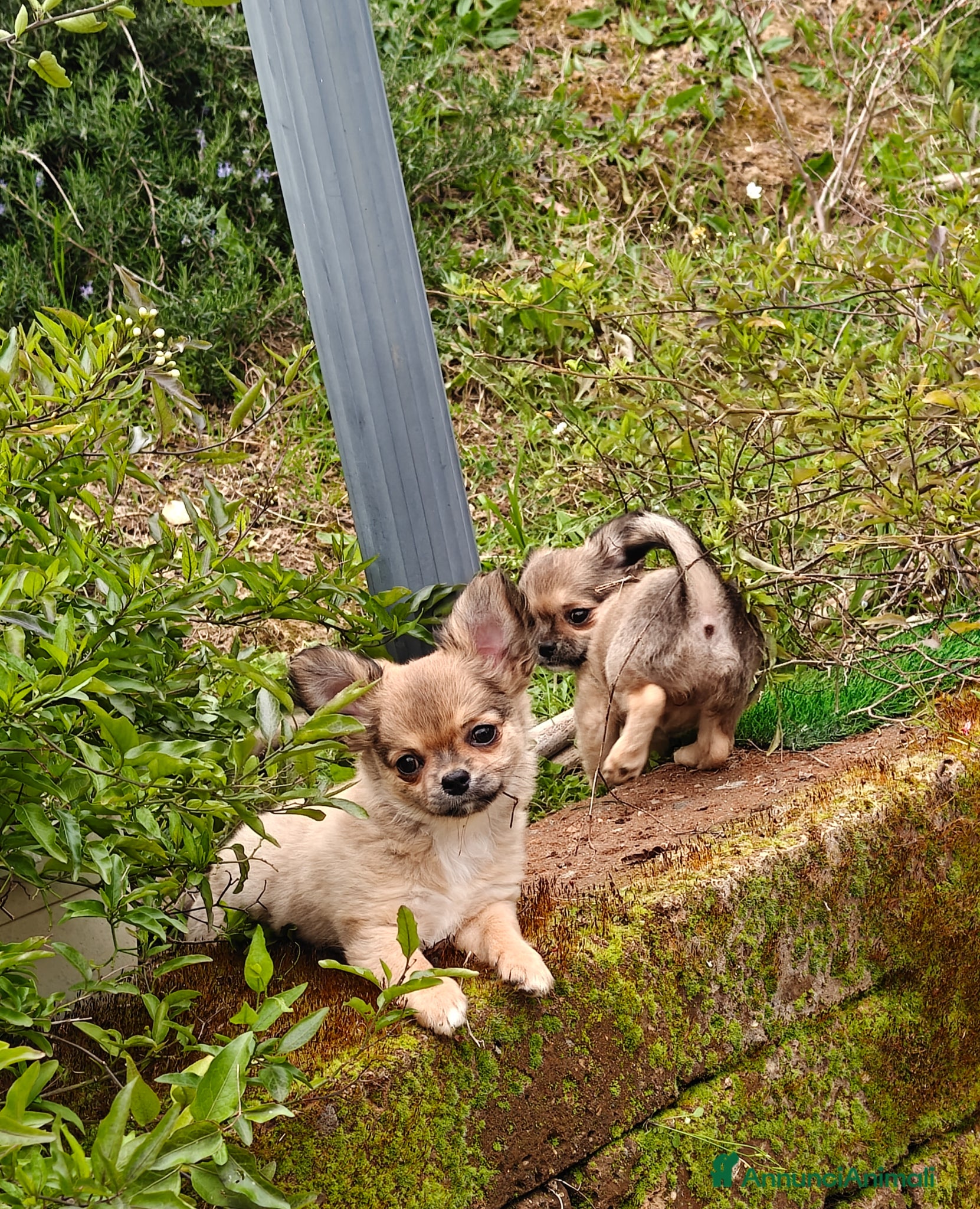 Chihuahua cani Chihuahua con pedigree ENCI 🇮🇪 - Annuncio 2