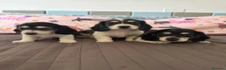Bassotto Nano cani in vendita: Bassotti a pelo lungo  a Città metropolitana di Milano - Annuncio 9