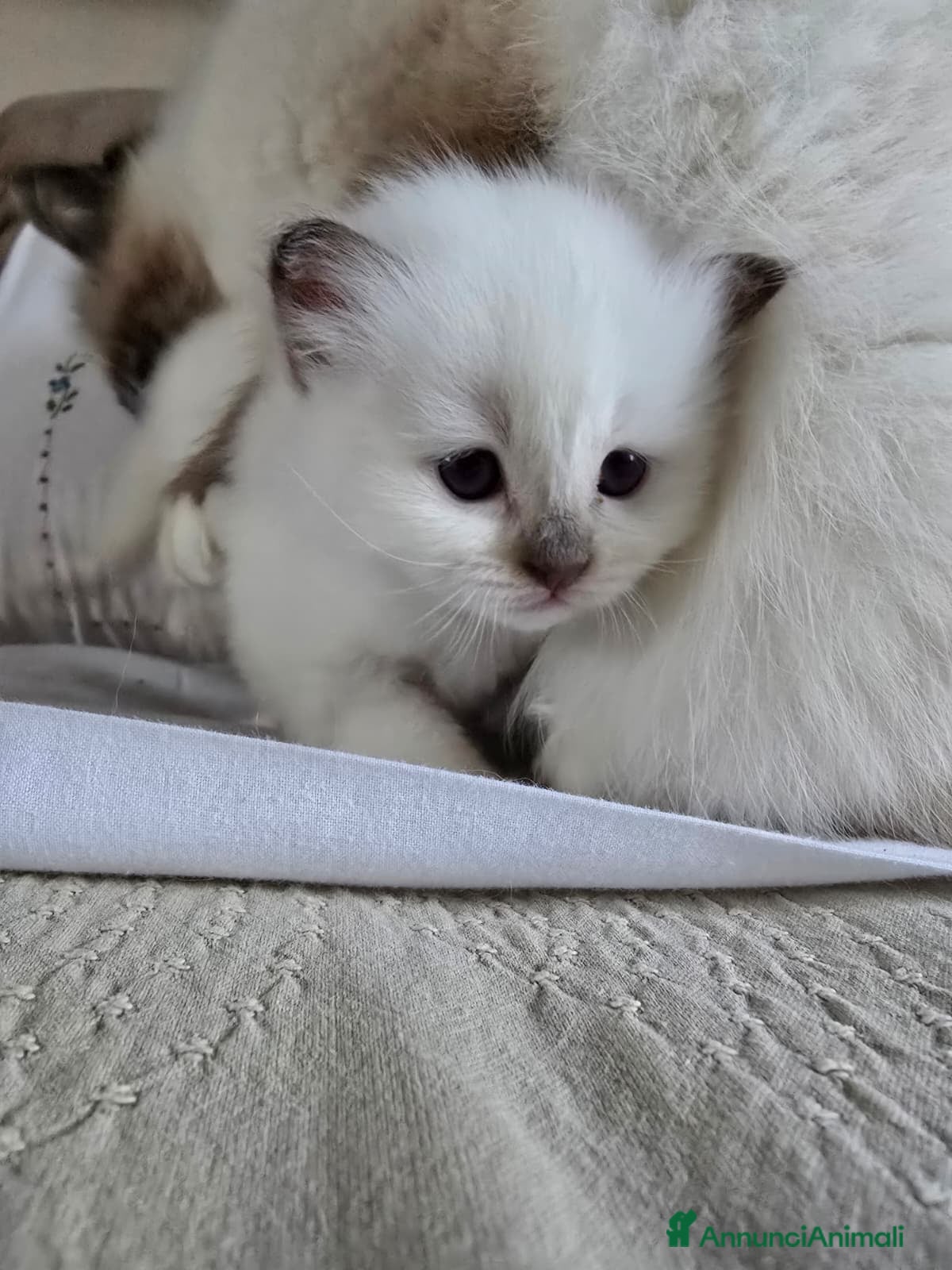 Sacro di Birmania gatti Cuccioli Sacri di Birmania - Annuncio 1