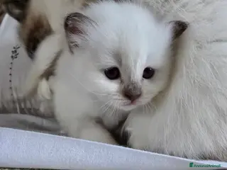 Sacro di Birmania gatti Cuccioli Sacri di Birmania - Annuncio 1