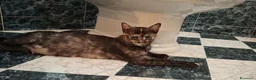 Meticcio gatti in regalo: 8 mesi dolcissima  - Annuncio 3