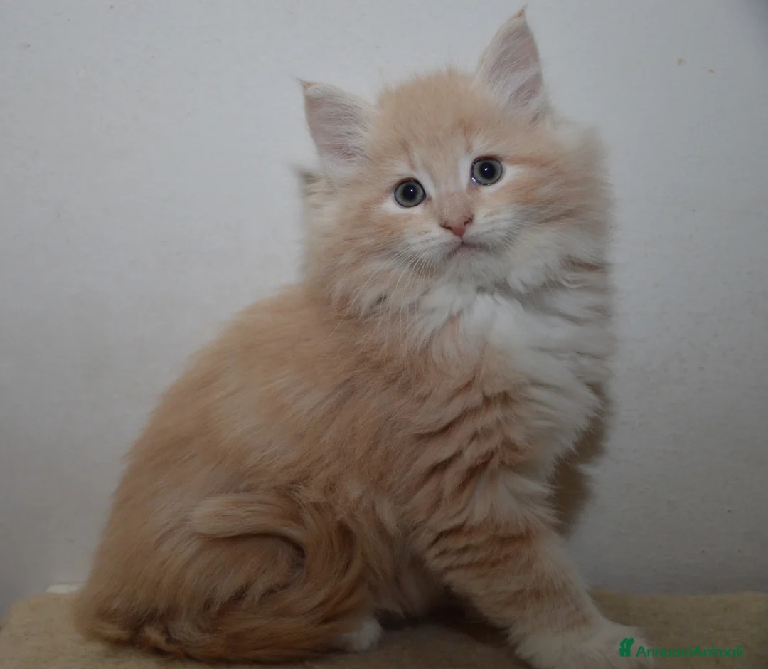Norvegese gatti in vendita: Cuccioli norvegesi delle foreste  - Annuncio 1