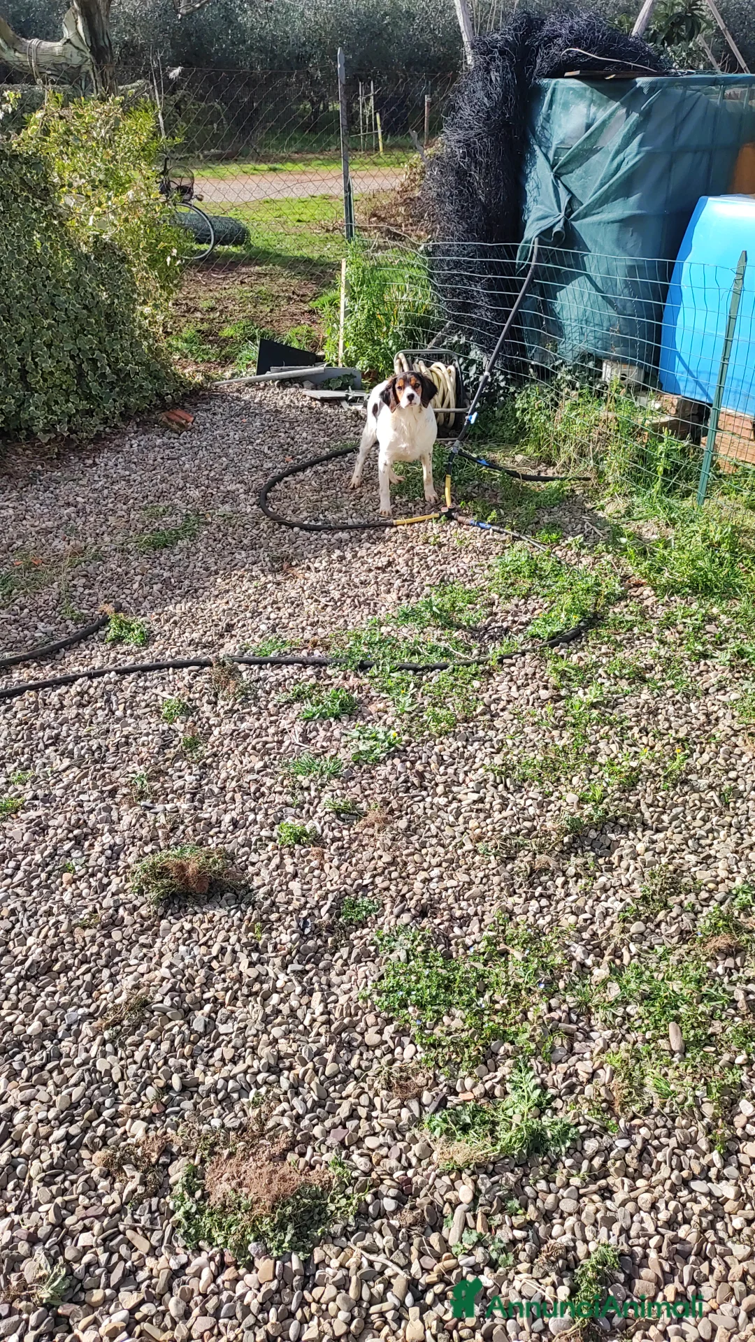 Altre razze cani in regalo: Pronta  - Annuncio 2