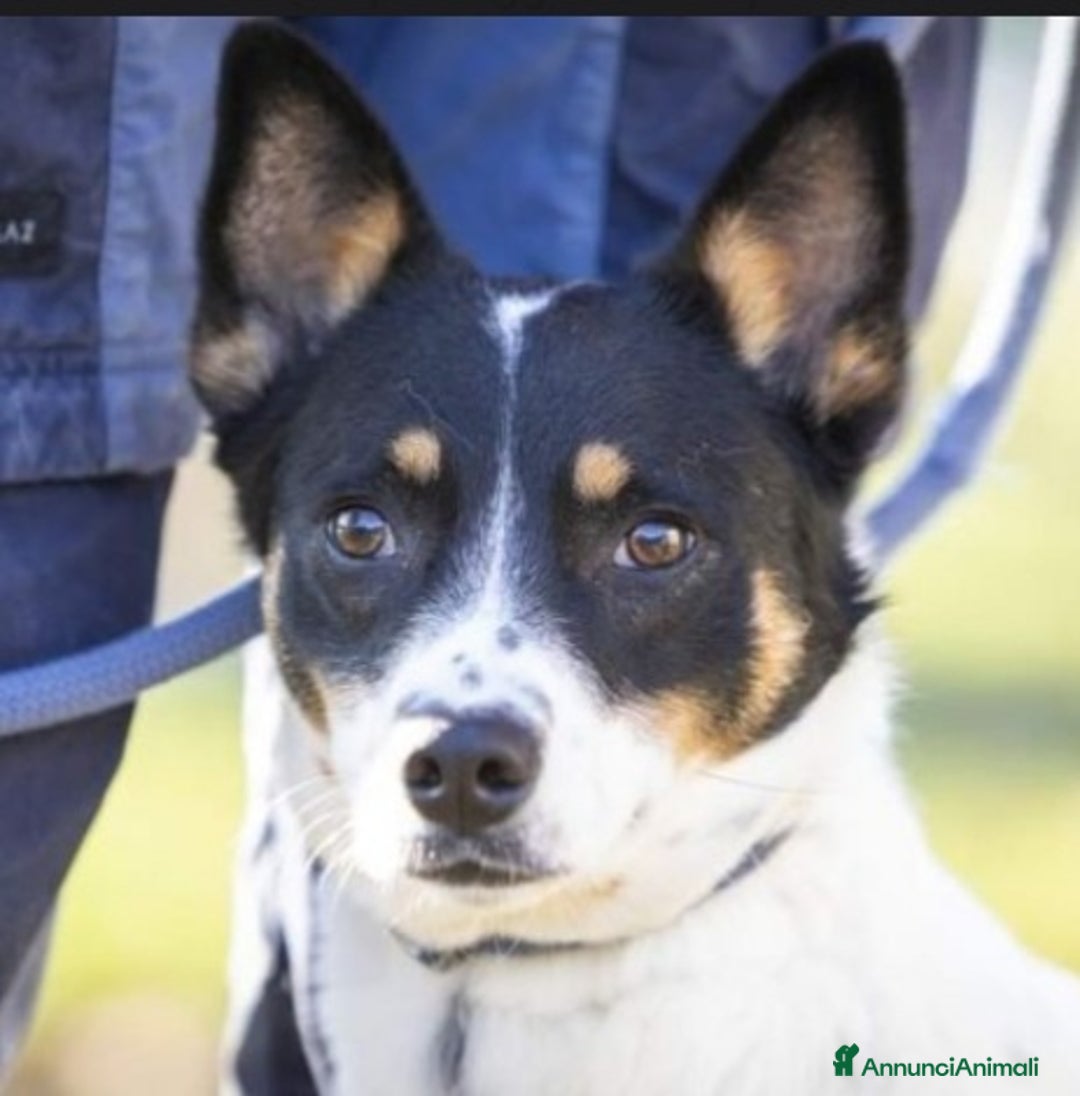 Meticcio cani in regalo: 3anni medio piccola finita in canile 1anno fa.VARE a Città metropolitana di Milano - Annuncio 4