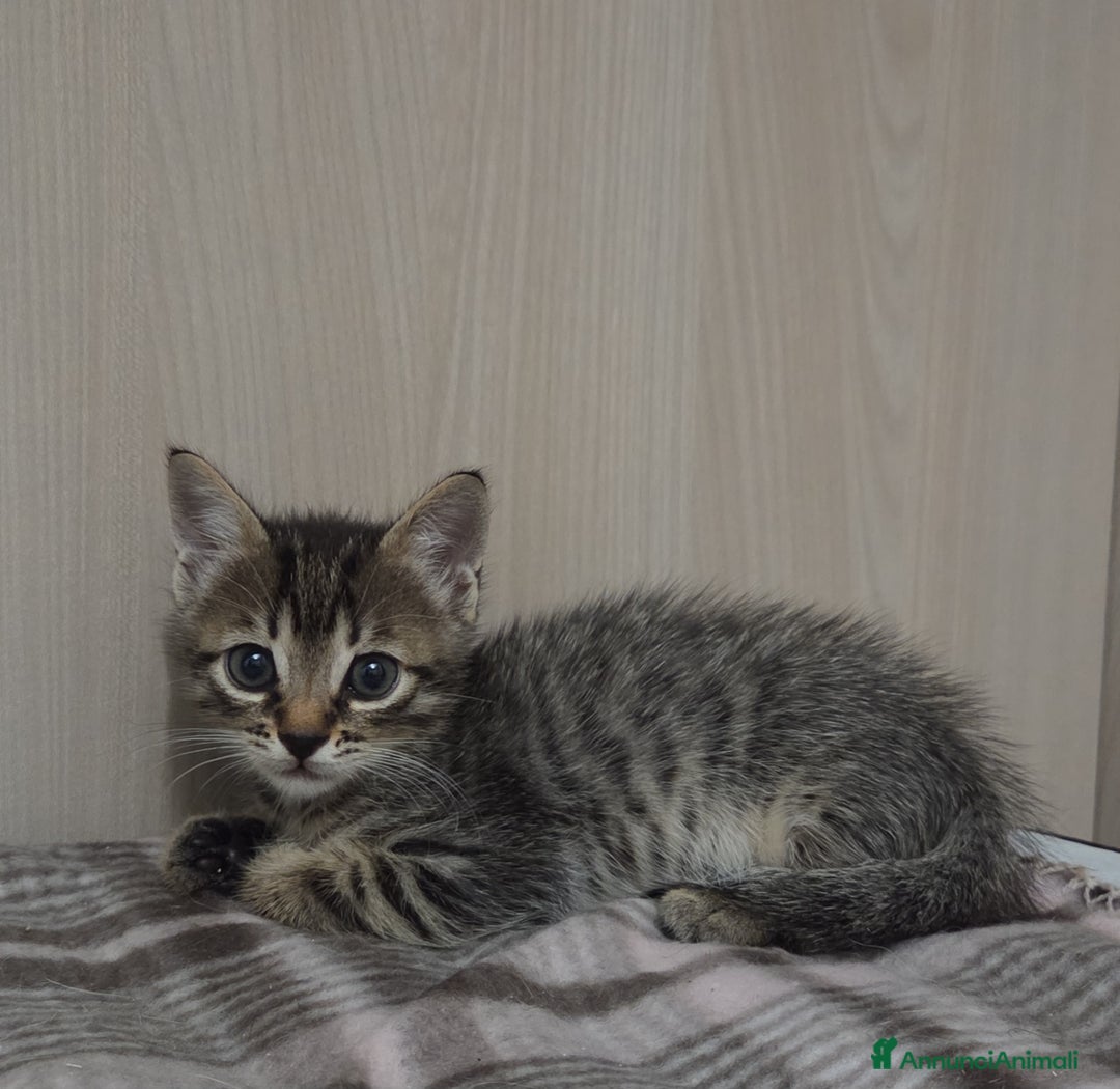 Europeo gatti in regalo: Dolcissimo Gattino in regalo 🩷 - Immagine 2