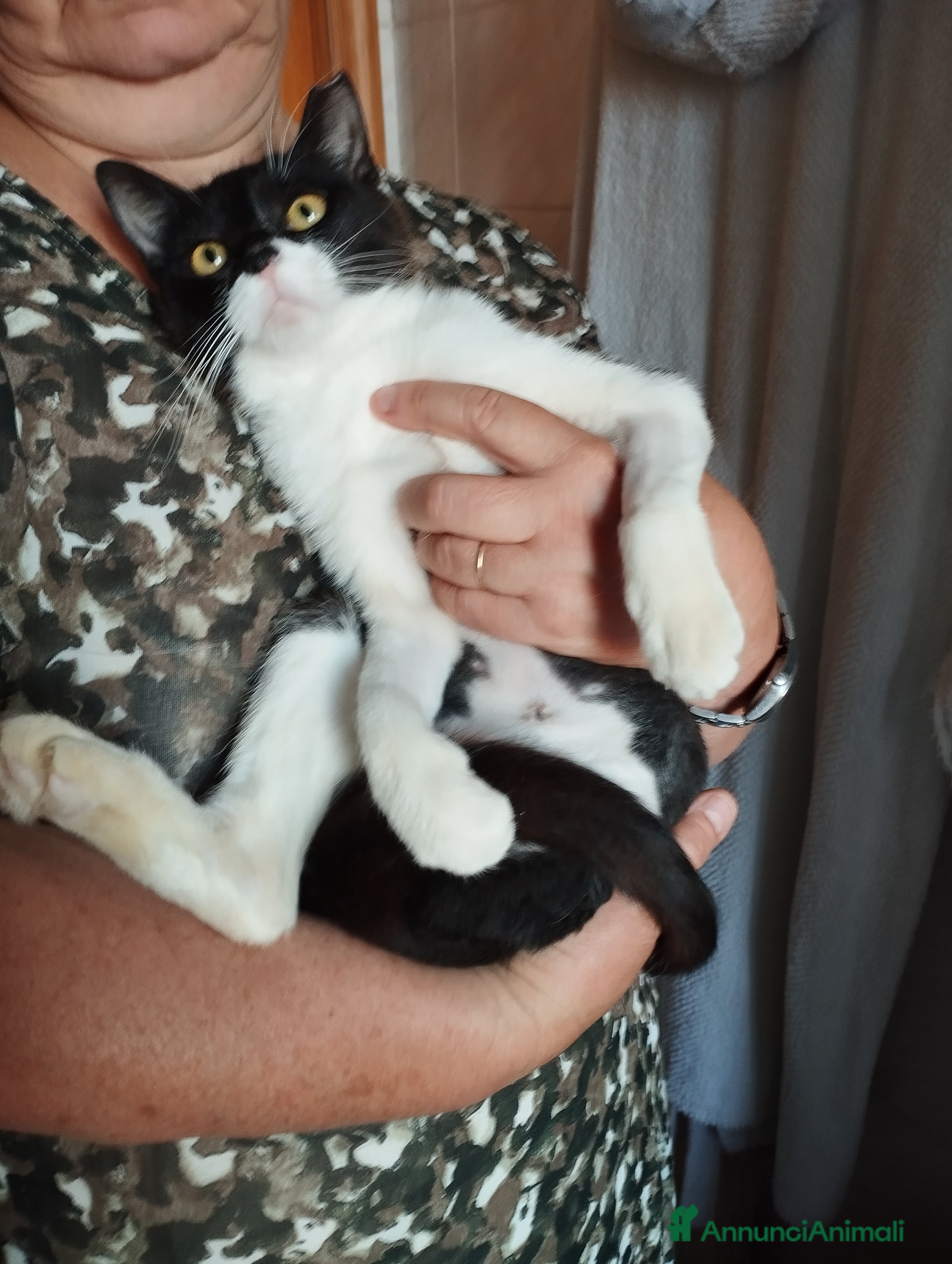 Altre razze gatti Splendida lilly - Annuncio 2