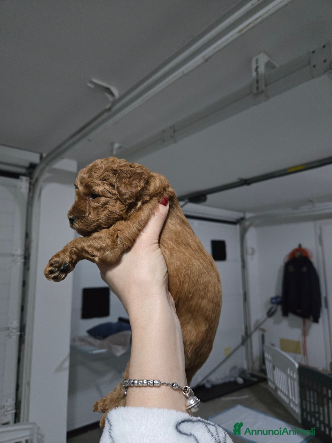 Barboncino cani in vendita: BARBONCINO NANO - Annuncio 9