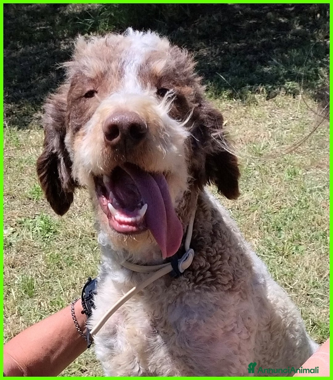 Lagotto cani in regalo: FICARRA, SIMIL LAGOTTINO 2 ANNI, ABBANDONATO LEGAT a Città metropolitana di Milano - Annuncio 9