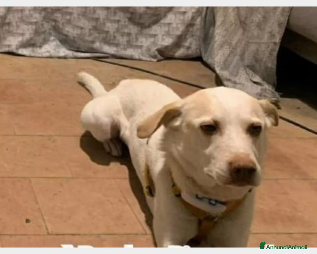 Meticcio cani in regalo: 5anni RINUNCIA DI PROPRIETà!URGENTE PIACENZA a Piacenza - Annuncio 4