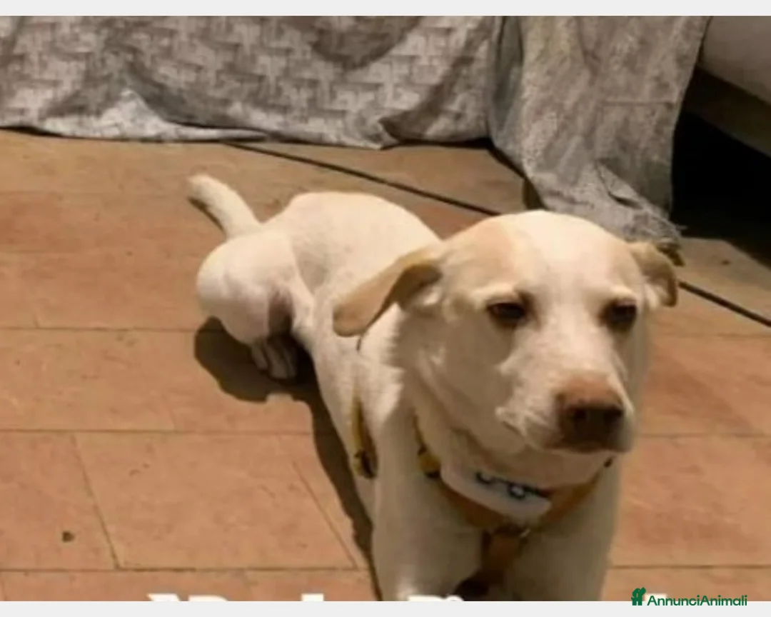 Meticcio cani in regalo: 5anni RINUNCIA DI PROPRIETà!URGENTE PIACENZA a Piacenza - Annuncio 4