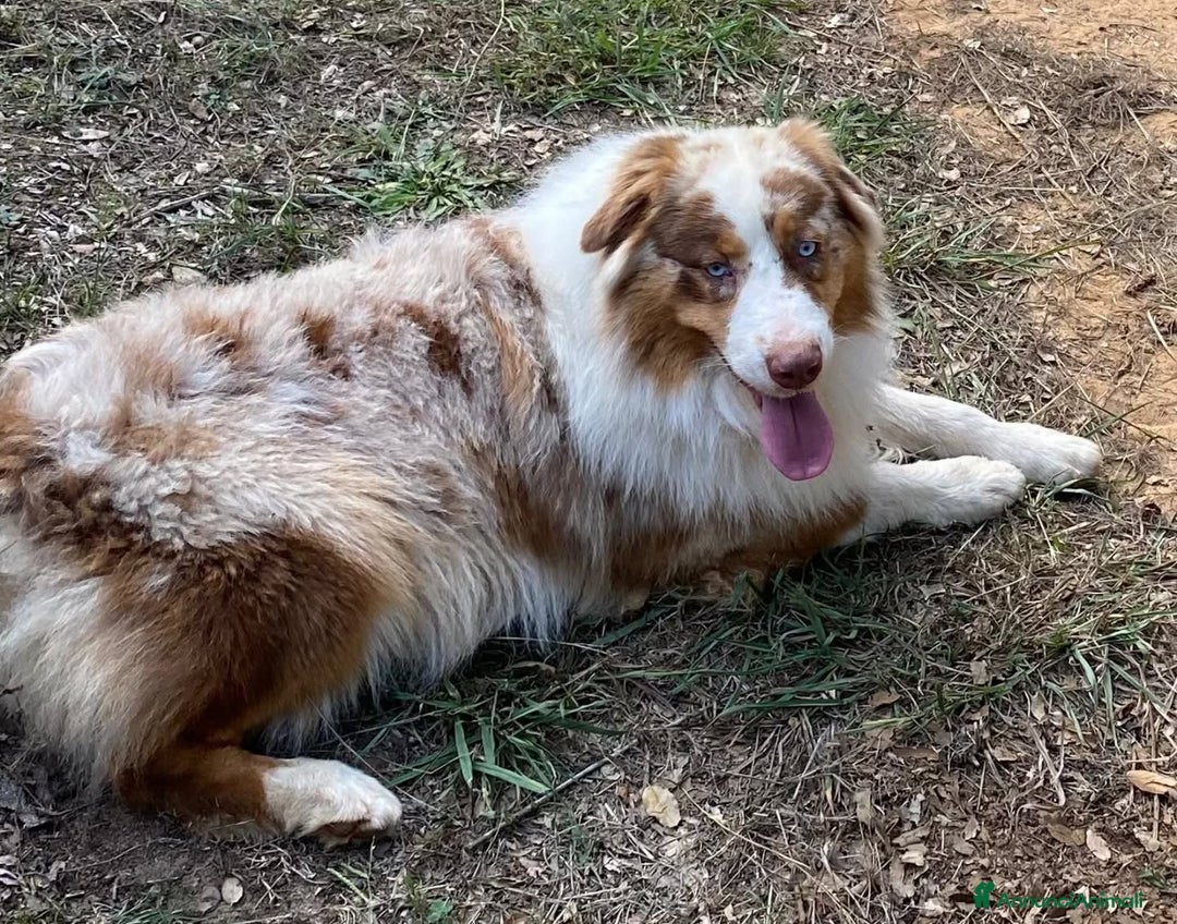 Australian Shepherd cani in regalo: ADE meraviglioso PASTORE AUSTRALIANO cerca casa - Annuncio 2