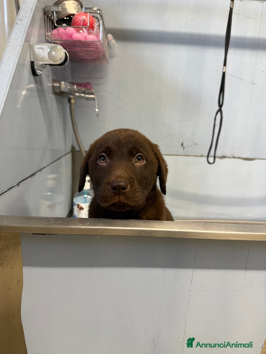 Labrador cani in vendita: Cuccioli di Labrador chocolate con pedigree Enci  - Annuncio 2