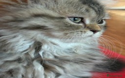 Persiano gatti in vendita: Maschietto persiano golden a Provincia di Novara - Immagine 3