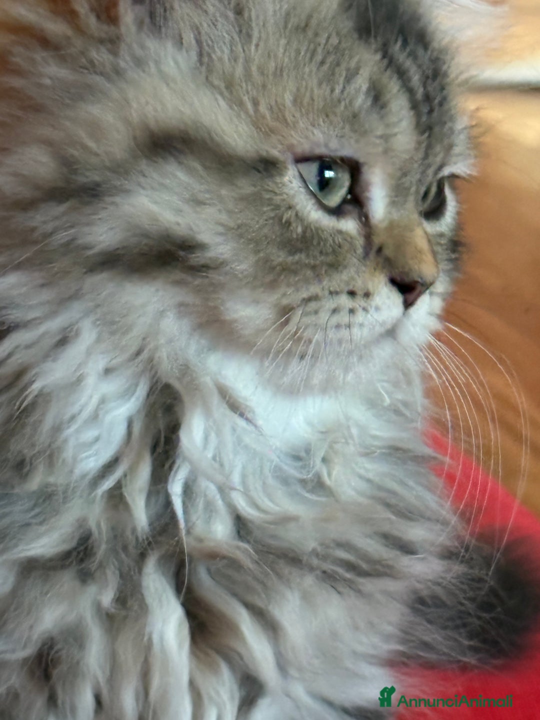 Persiano gatti in vendita: Maschietto persiano golden a Provincia di Novara - Immagine 3