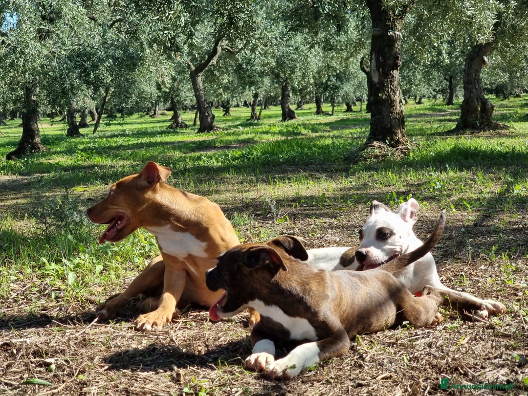 American Staffordshire cani in vendita: Cuccioli Amstaff Pedigree Bari Lecce Taranto a Città Metropolitana di Bari - Annuncio 3