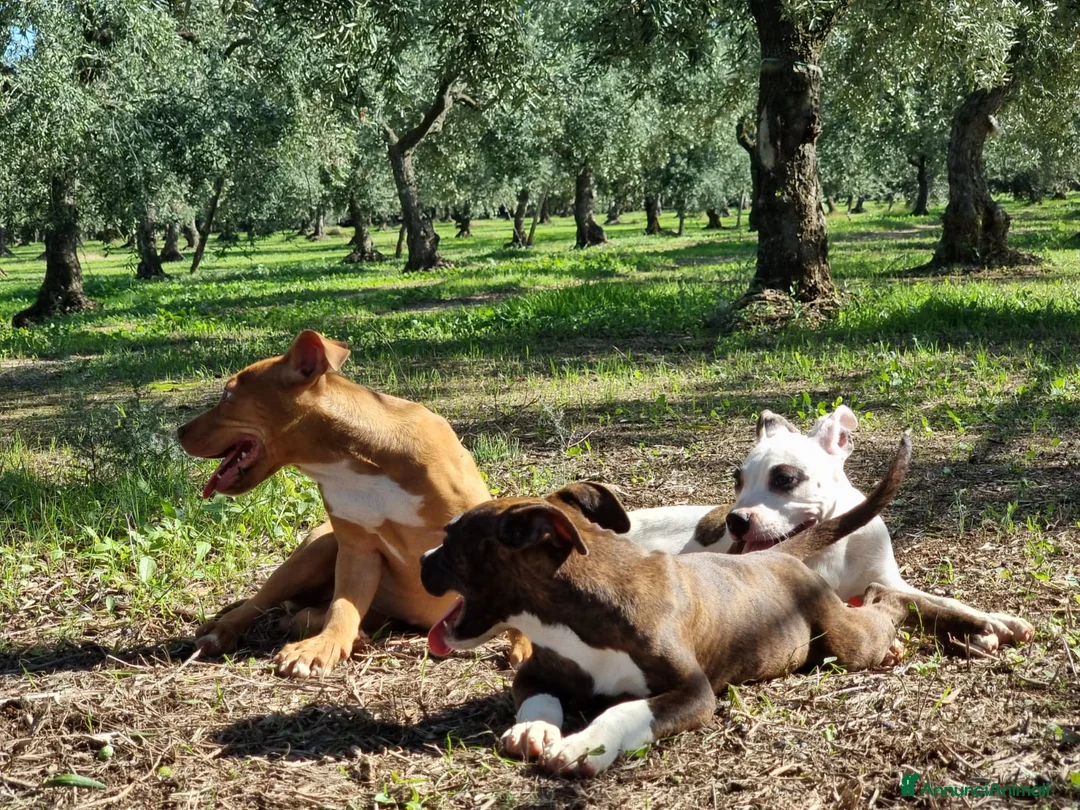 American Staffordshire cani in vendita: Cuccioli Amstaff Pedigree Bari Lecce Taranto a Città Metropolitana di Bari - Annuncio 3