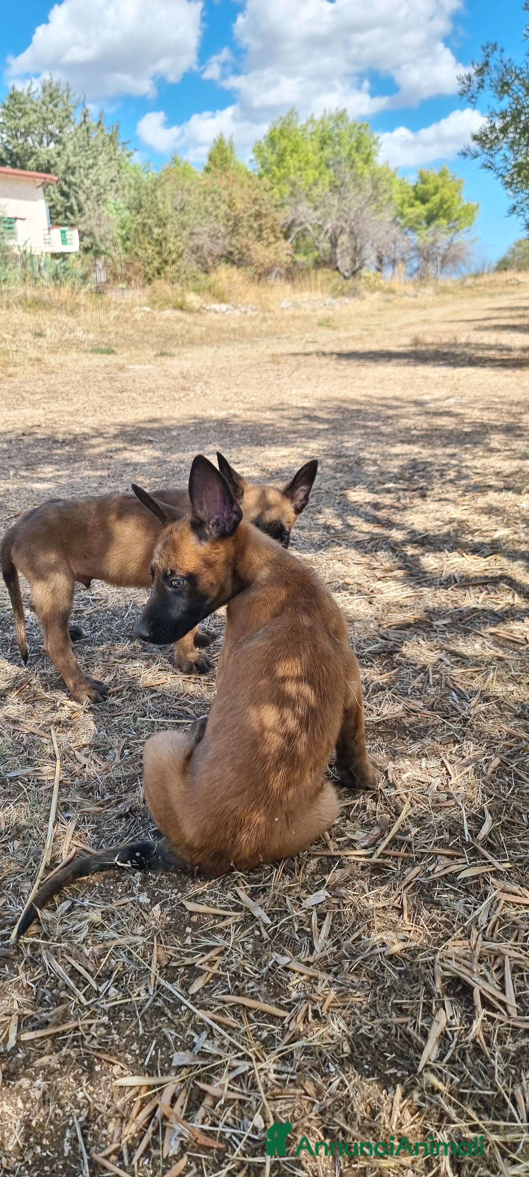 Pastore Belga cani Cuccioli Pastore Belga Malinois Cosenza Calabria - Annuncio 1