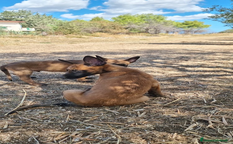 Pastore Belga cani - Annuncio 14