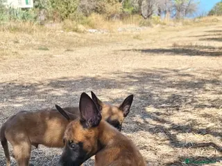 Pastore Belga cani Cuccioli Pastore Belga Malinois Cosenza Calabria - Annuncio 22