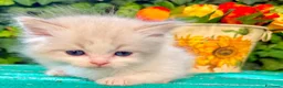 Ragdoll gatti in vendita: cucciolo di ragdoll - Annuncio 4