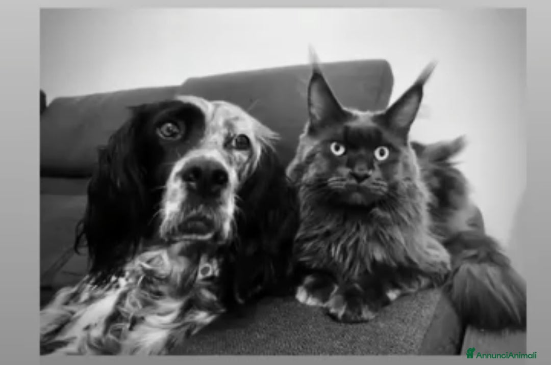 Maine Coon gatti in vendita: Cuccioli Maine Coon Blue - Annuncio 8