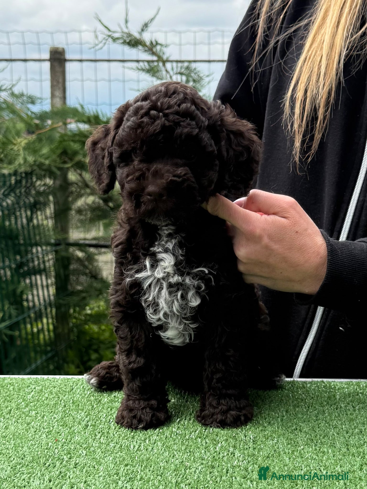 Lagotto cani Cuccioli Lagotto altissima genealogia  - Annuncio 1