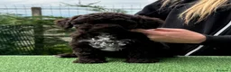 Lagotto cani in vendita: Cuccioli Lagotto altissima genealogia  - Annuncio 1