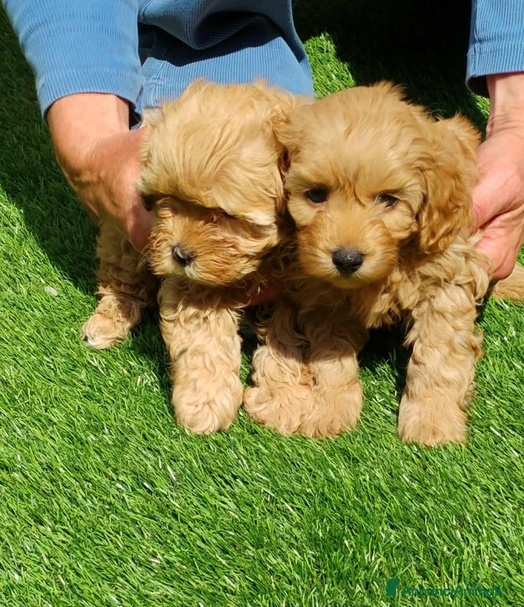 Meticcio cani in vendita: Cucciolata di 4 maschietti di Maltipoo - Annuncio 15