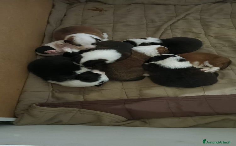 Border Collie cani Cuccioli di border collie - Annuncio 2