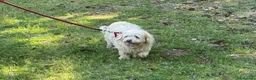 Meticcio cani in regalo: Snoopy, un meticcio coccolone - Annuncio 5