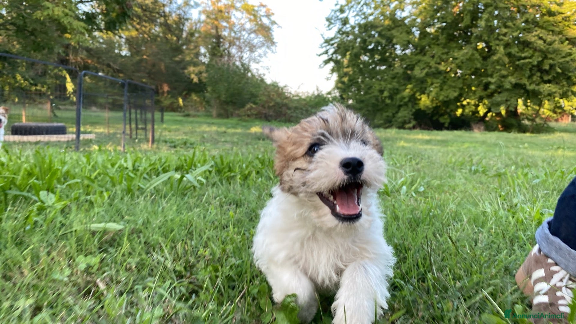Jack Russell cani Jack Russell terrier pelo ruvido  - Annuncio 3