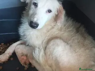 Meticcio cani GIUDITTA un'altra dimenticata - Annuncio 9