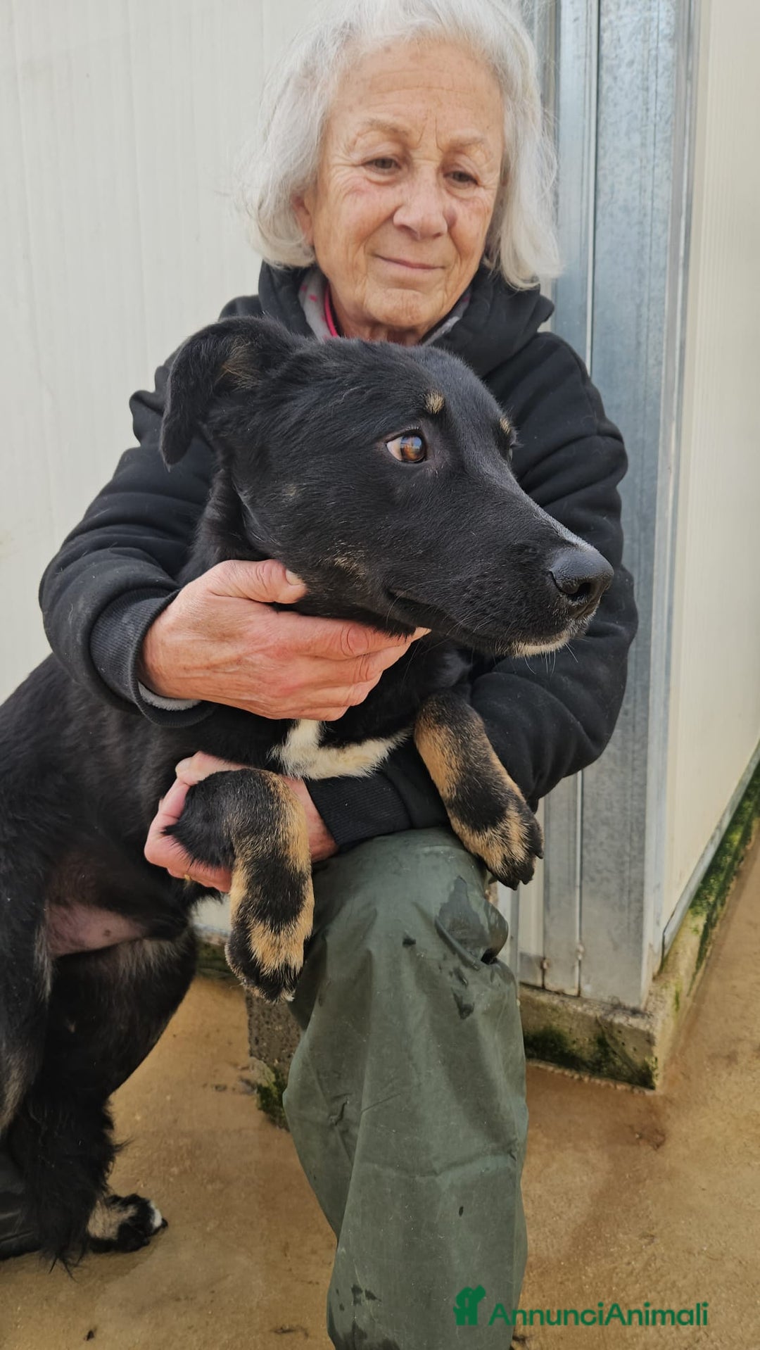 Meticcio cani in regalo: Carlo: 1 anno e mezzo, socievole, timido, dolce a Città Metropolitana di Genova - Immagine 11