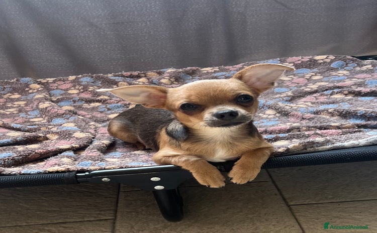 Chihuahua cani a Provincia di Reggio Emilia - Annuncio 1