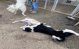 Border Collie cani in regalo: WILLOW, fantastica mix BORDER COLLIE! - Immagine 3