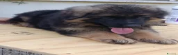 Pastore Tedesco cani in vendita: Bellissimi cuccioli Pastore Tedesco - Annuncio 6