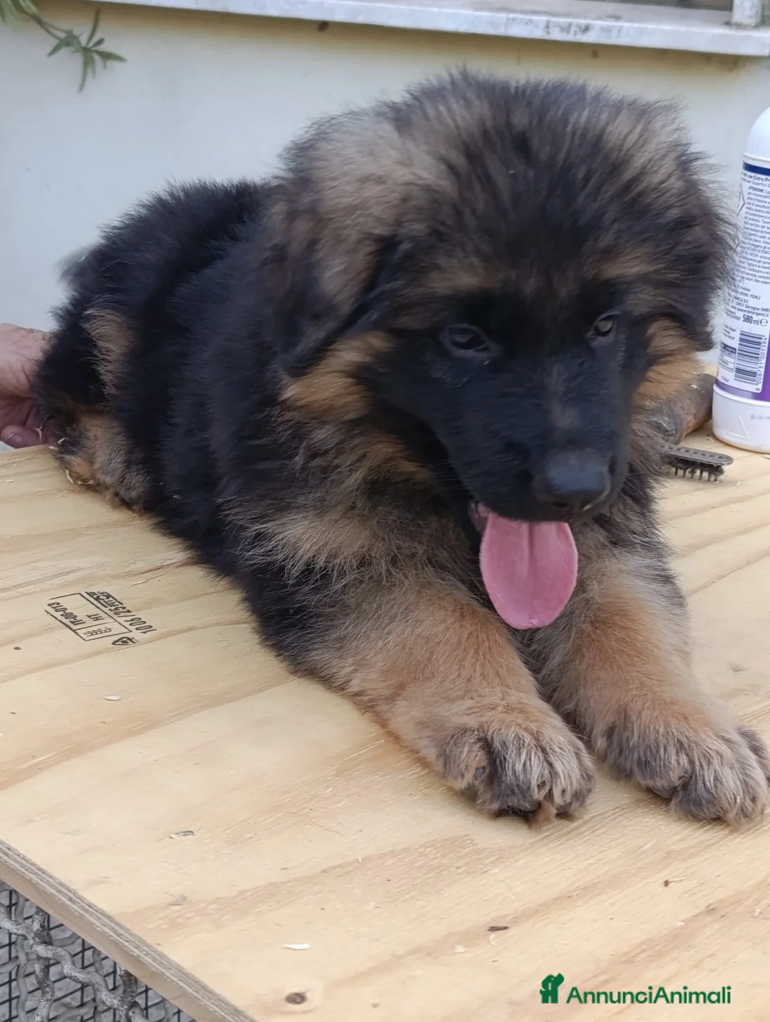 Pastore Tedesco cani in vendita: Bellissimi cuccioli Pastore Tedesco - Annuncio 6