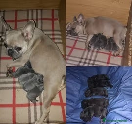 Bulldog Francese cani Bulldog Francesi cuccioli in Allevamento - Annuncio 2
