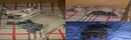 Bulldog Francese cani in vendita: Bulldog Francesi cuccioli in Allevamento - Annuncio 1