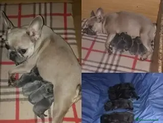 Bulldog Francese cani Bulldog Francesi cuccioli in Allevamento - Annuncio 2