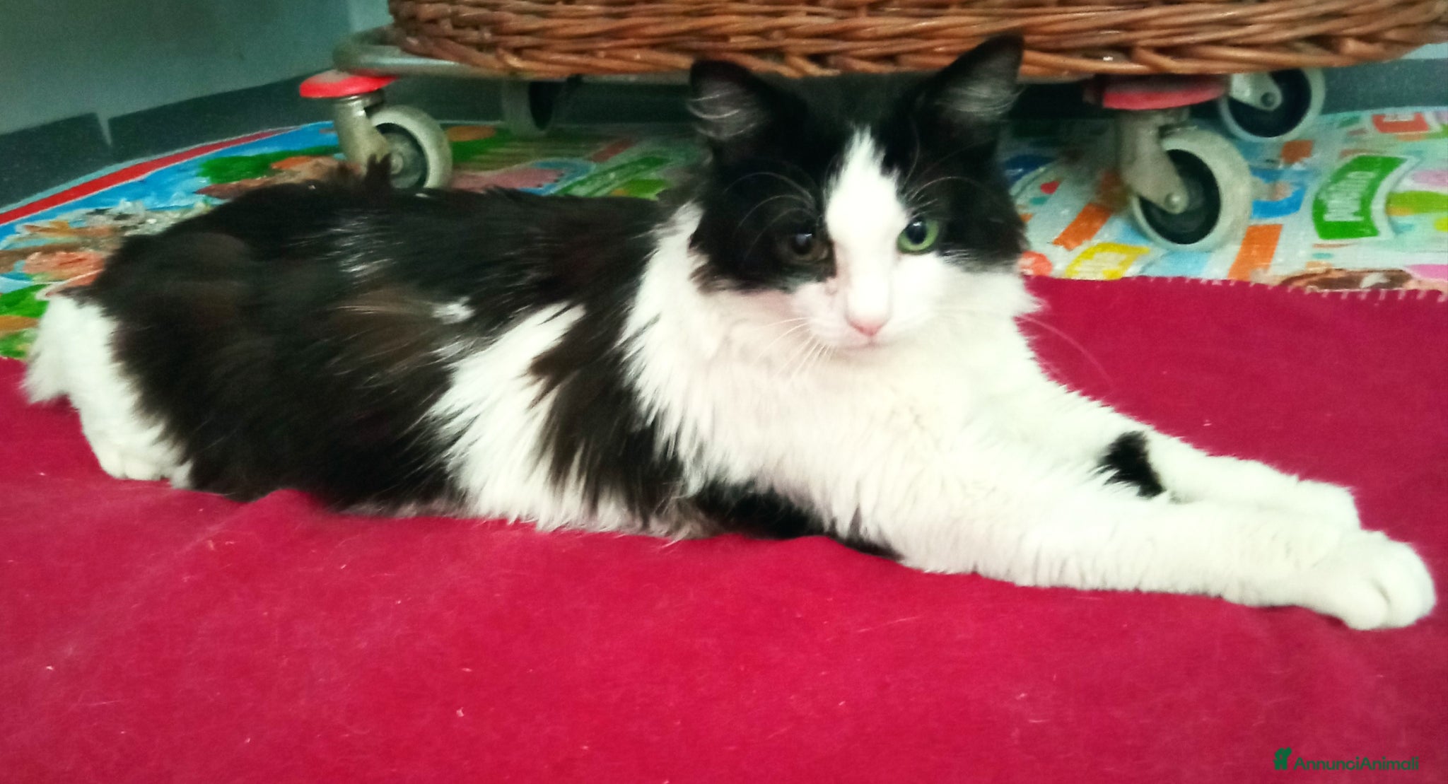 Meticcio gatti Micio di tre anni cerca casa - Annuncio 2
