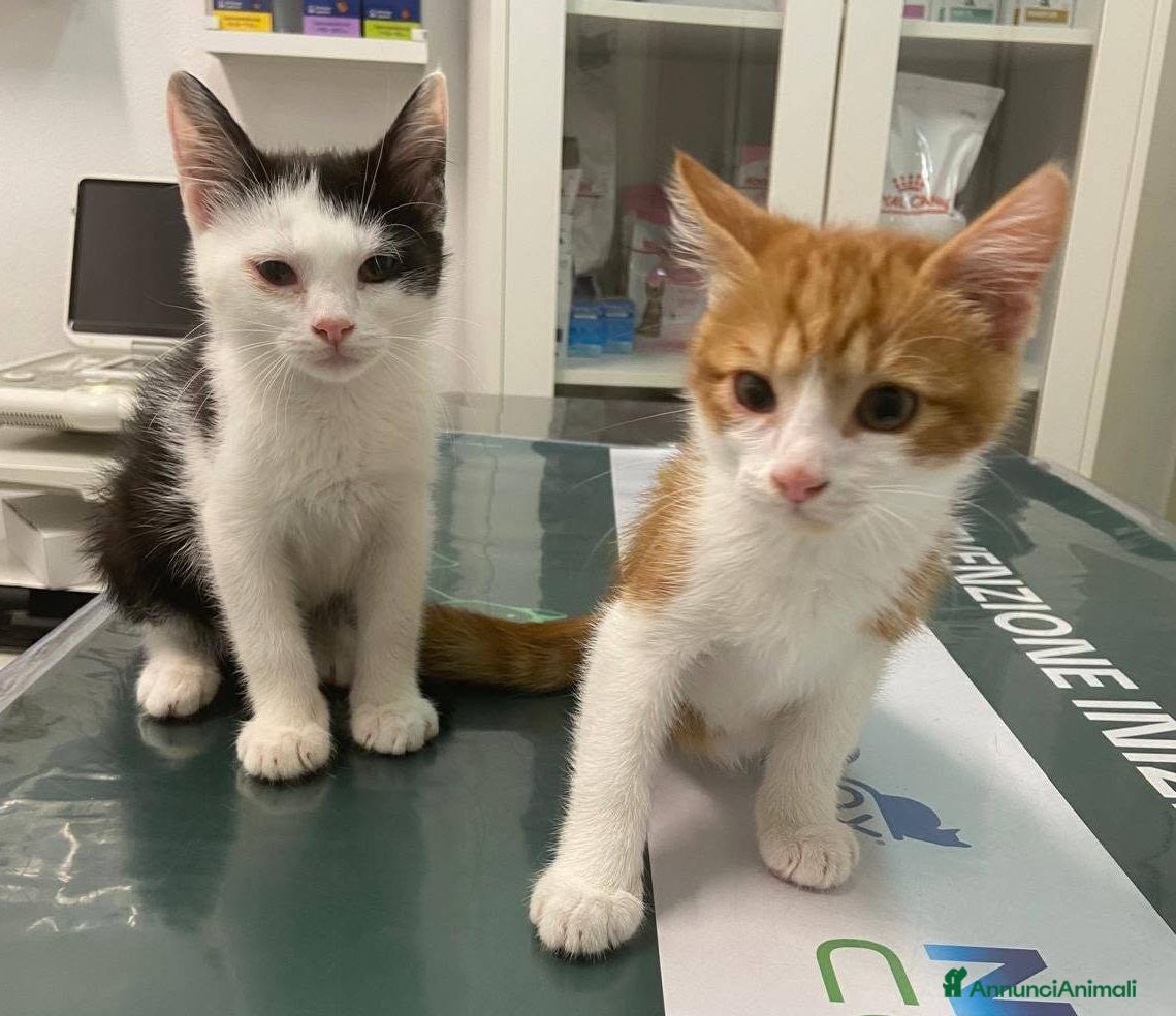 Meticcio gatti Gattini e mamma gatta  - Annuncio 1