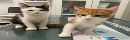 Meticcio gatti in regalo: Gattini e mamma gatta  - Annuncio 1