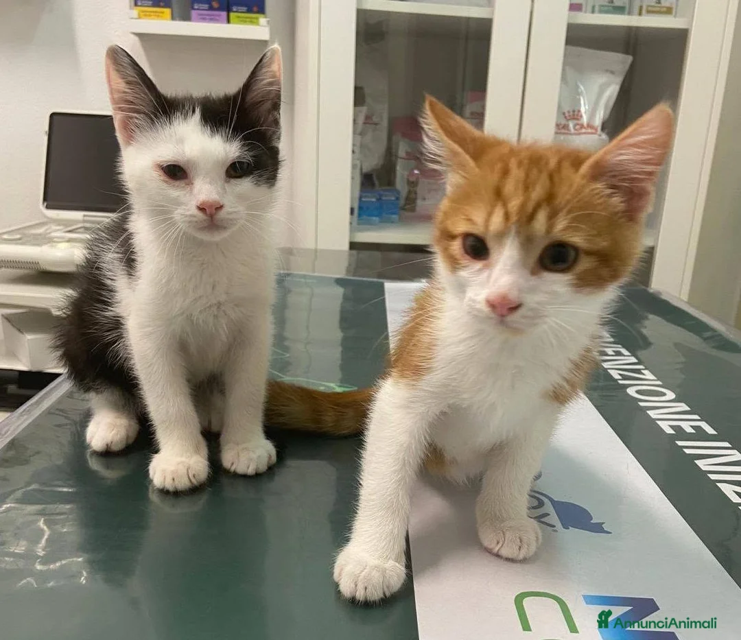Meticcio gatti in regalo: Gattini e mamma gatta  - Annuncio 1