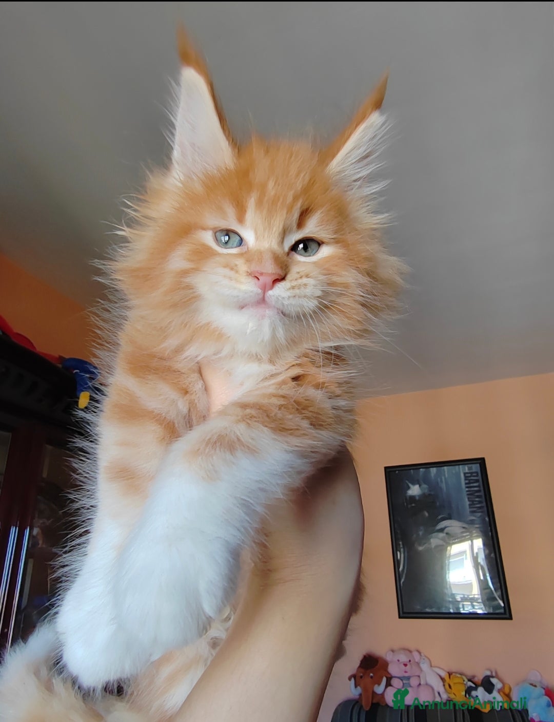 Maine Coon gatti in vendita: DOLCISSIMI CUCCIOLI - Immagine 8