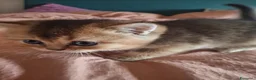 Scottish gatti in vendita: Gattini Scottish Straight  - Annuncio 12