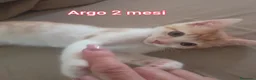 Altre razze gatti in regalo: GATTINI ESCLUSI E SOLI  a Città Metropolitana di Genova - Annuncio 3