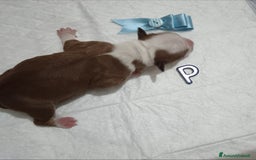 American Staffordshire cani in vendita: AMSTAFF DISPONIBILI  a Provincia del Sud Sardegna - Immagine 10