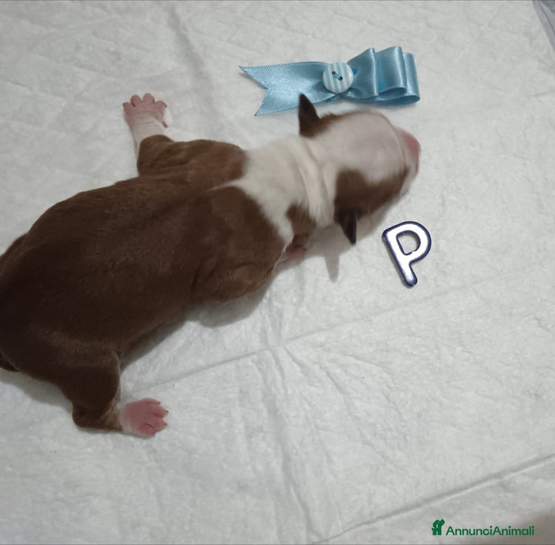 American Staffordshire cani in vendita: AMSTAFF DISPONIBILI  a Provincia del Sud Sardegna - Immagine 10
